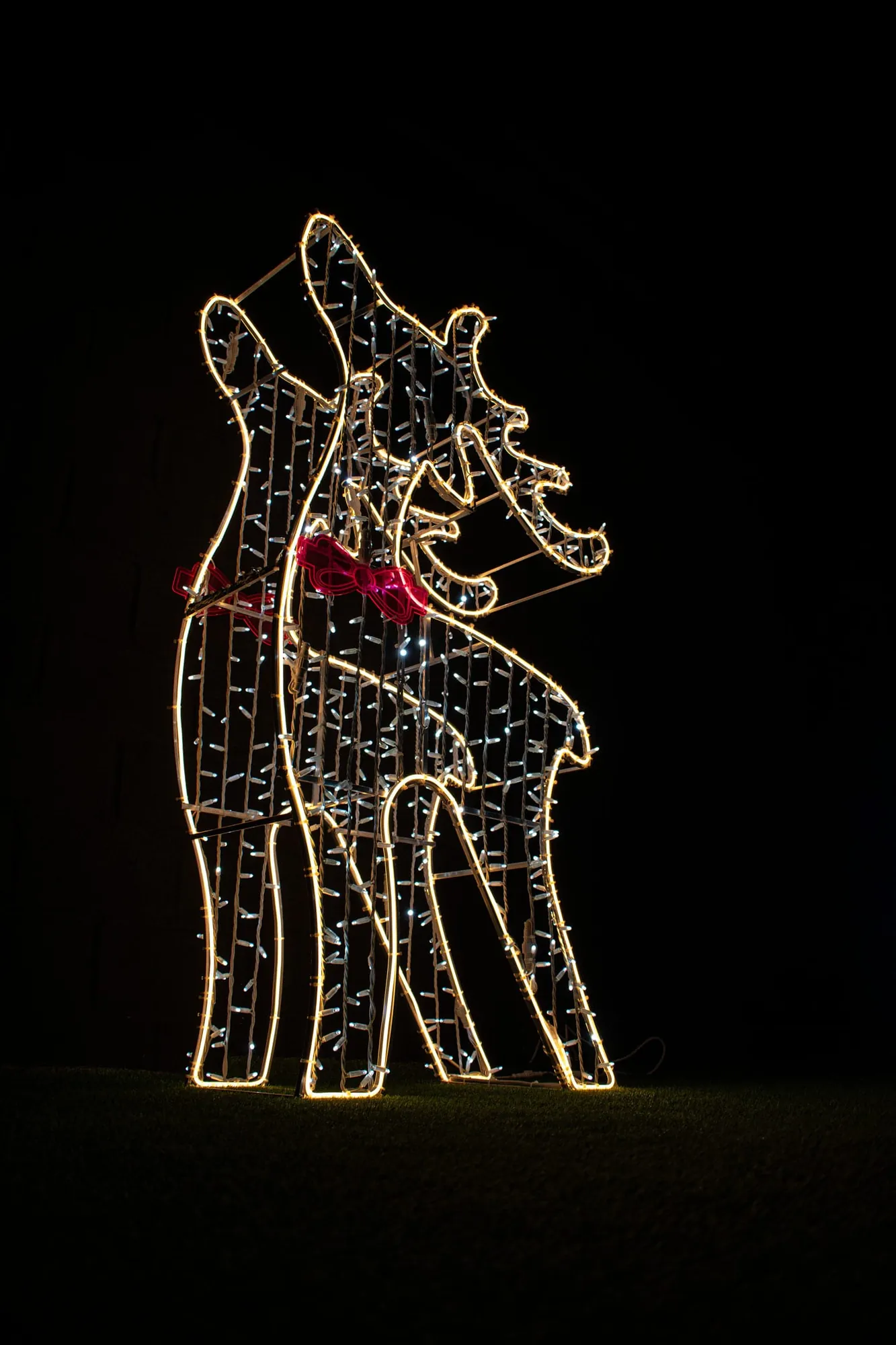 Luminous reindeer — Christmas